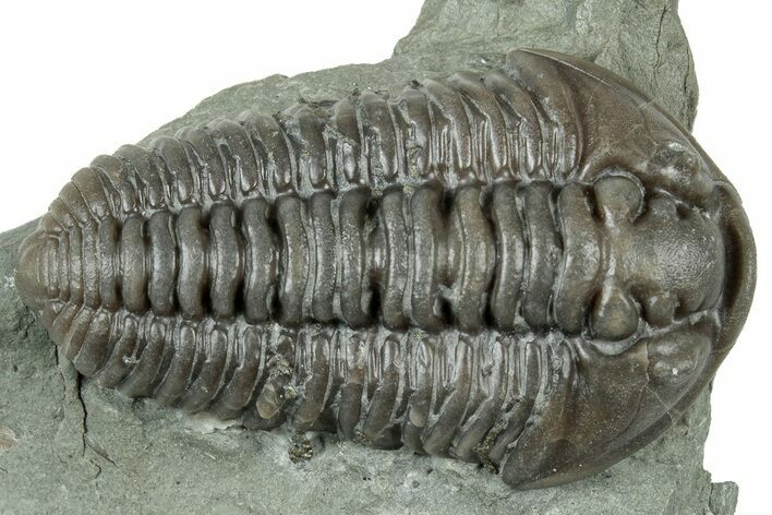 Prone Flexicalymene Trilobite - Ohio #319126